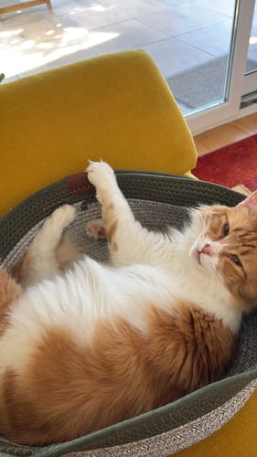 Customer's ginger cat lounging and stretching inside a round, grey Fellnest Katzenkorb on a yellow chair.