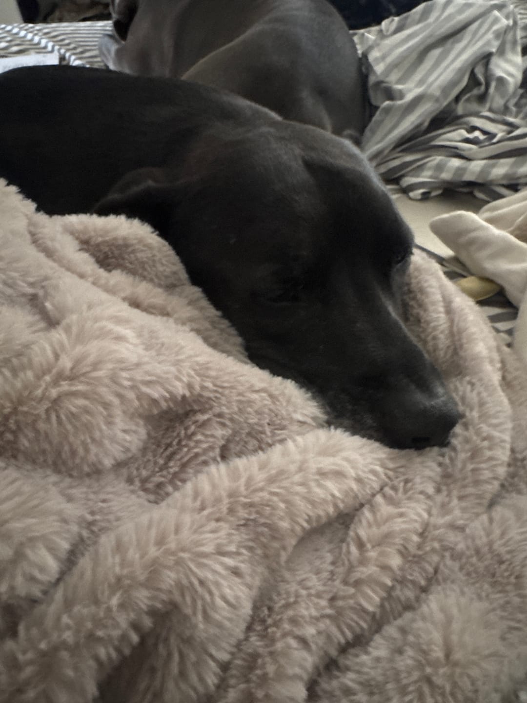 Customer photo review of Hugs Tranquil Dove Blanket