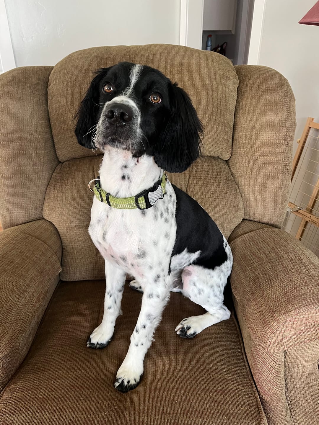 Customer photo review of Iron Paws Daily Human-Grade Superfood For Dogs