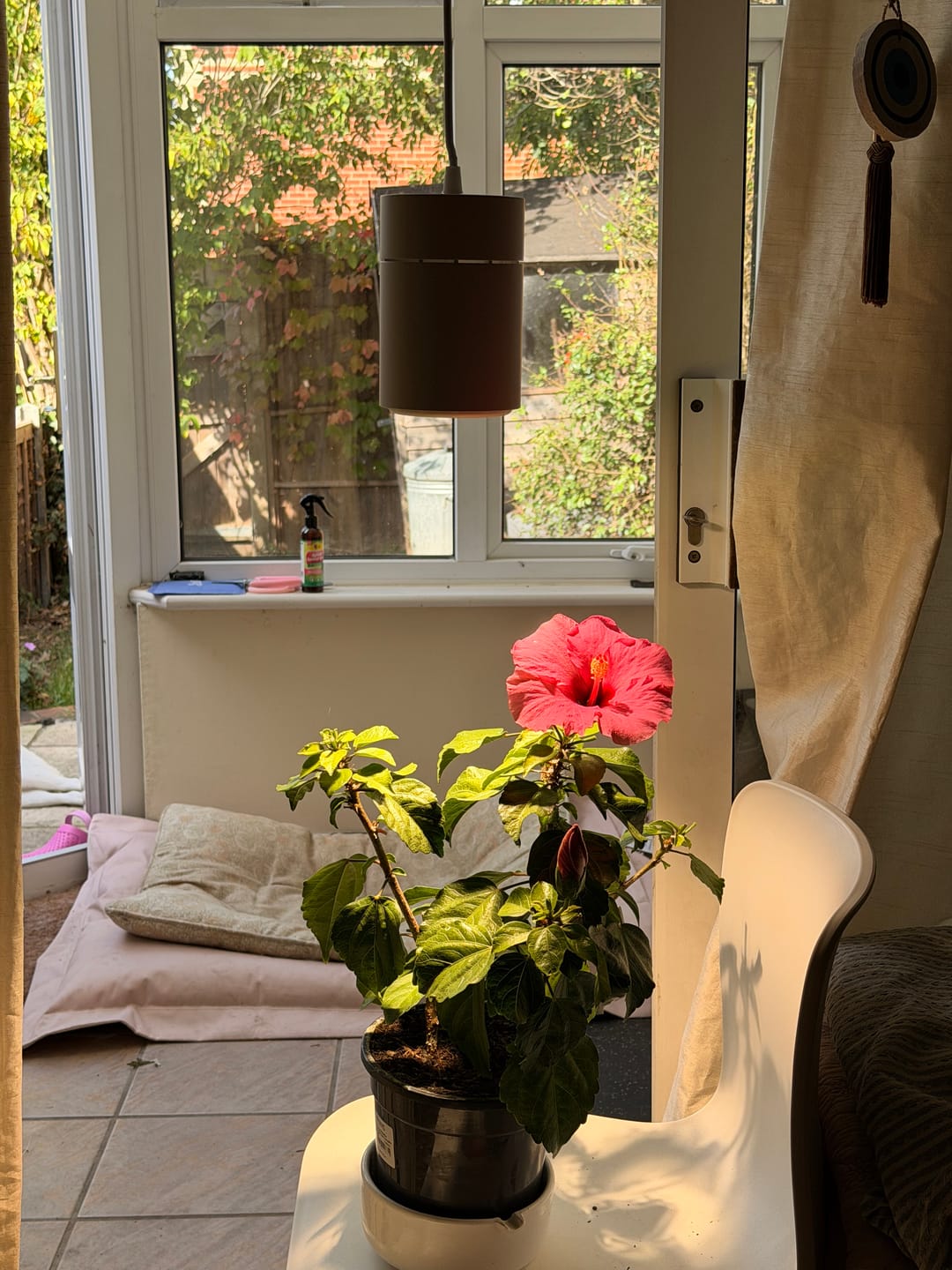 Customer photo review of Claria Grow Light Pendant