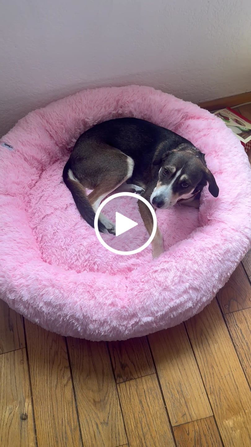 Customer video review of Cama Ortopédica para Perros