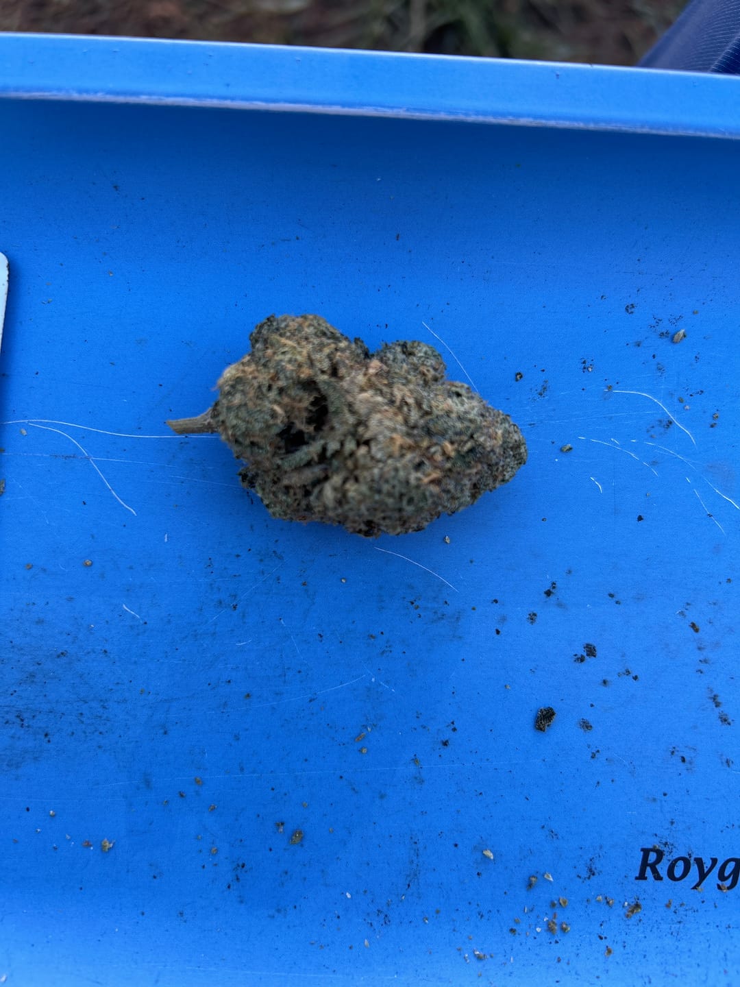 Customer photo review of Biscotti THCA Flower (Premium)