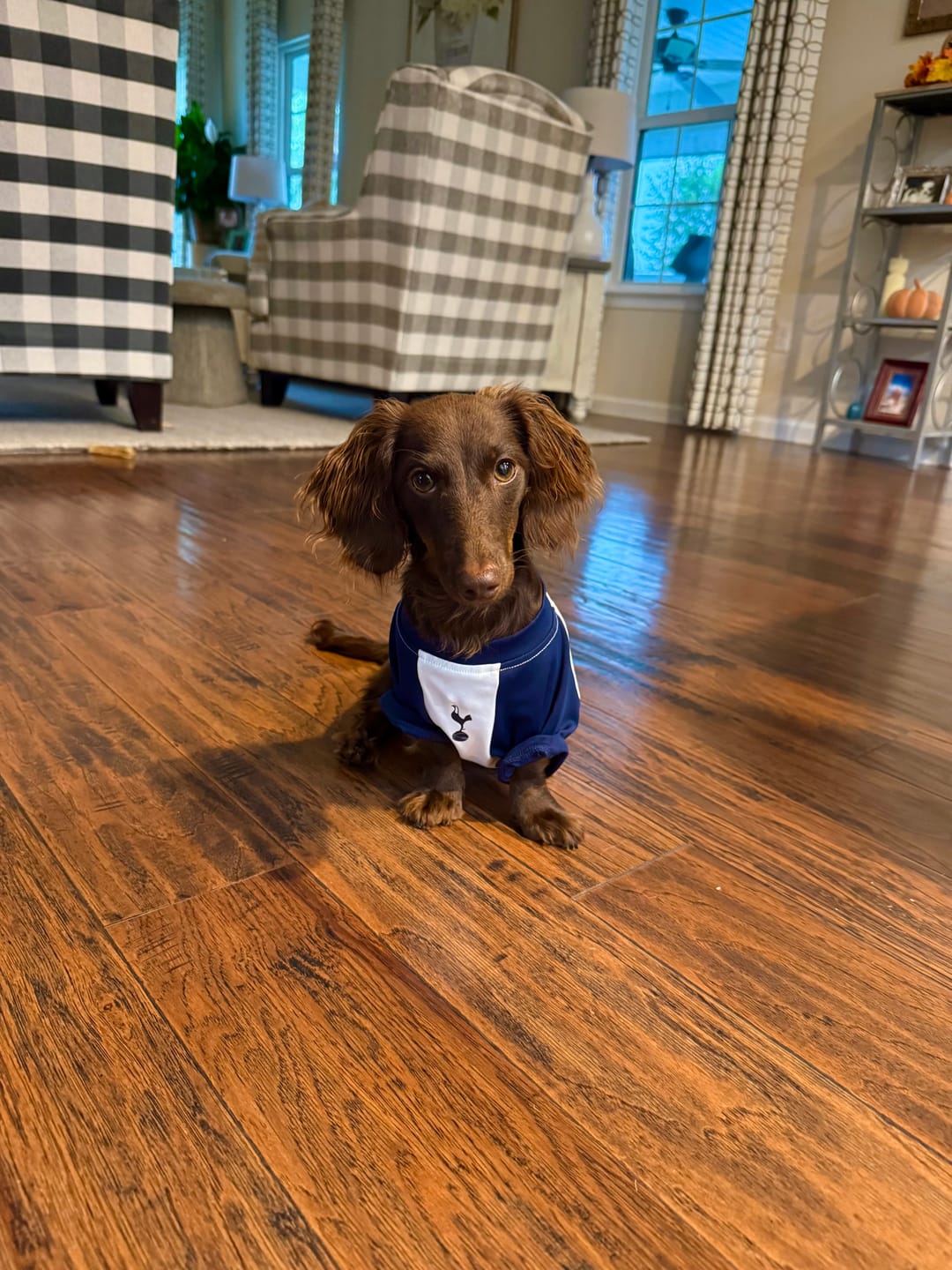 Customer photo review of The Official Spurs Pet Kit