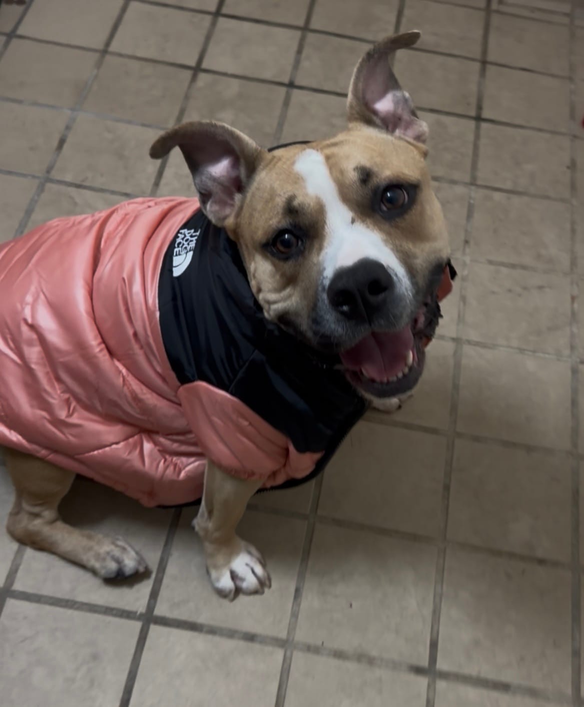 Customer photo review of The Dog Face Puffer™ Ultra Warm Stylish Dog Winter Cozy Jacket | Dog Clothes