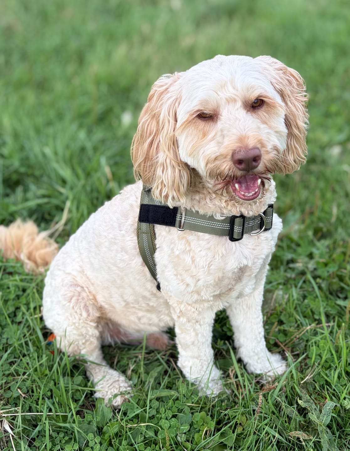Customer photo review of ParoPet No Pull Dog Harness