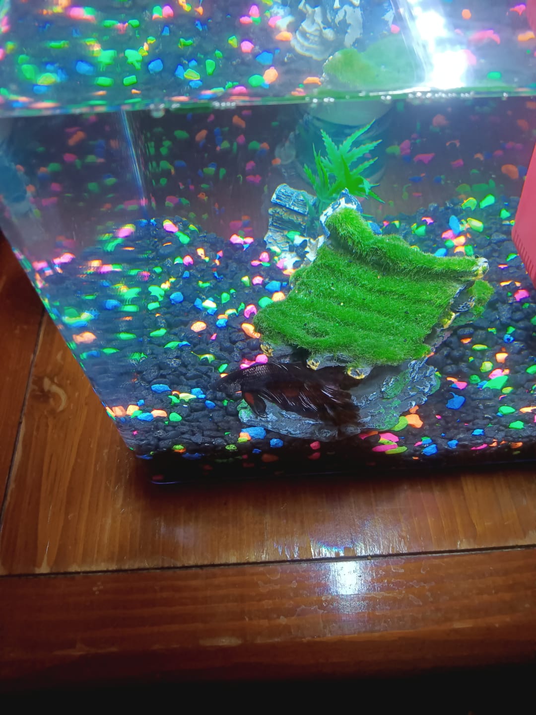 Customer photo review of Red Copper Halfmoon Male Betta Fish