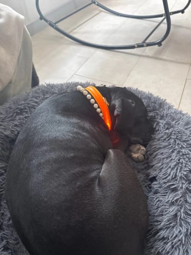 Customer photo review of Double-Light Collar to See Your Dog at Night