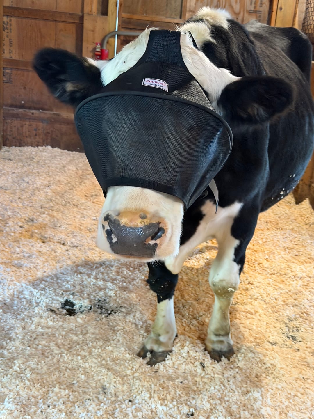 Customer photo review of Solar Vizor Fly Mask - Standard Style