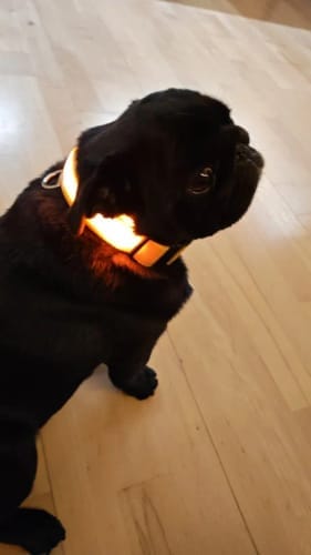 Customer photo review of Double-Light Collar to See Your Dog at Night