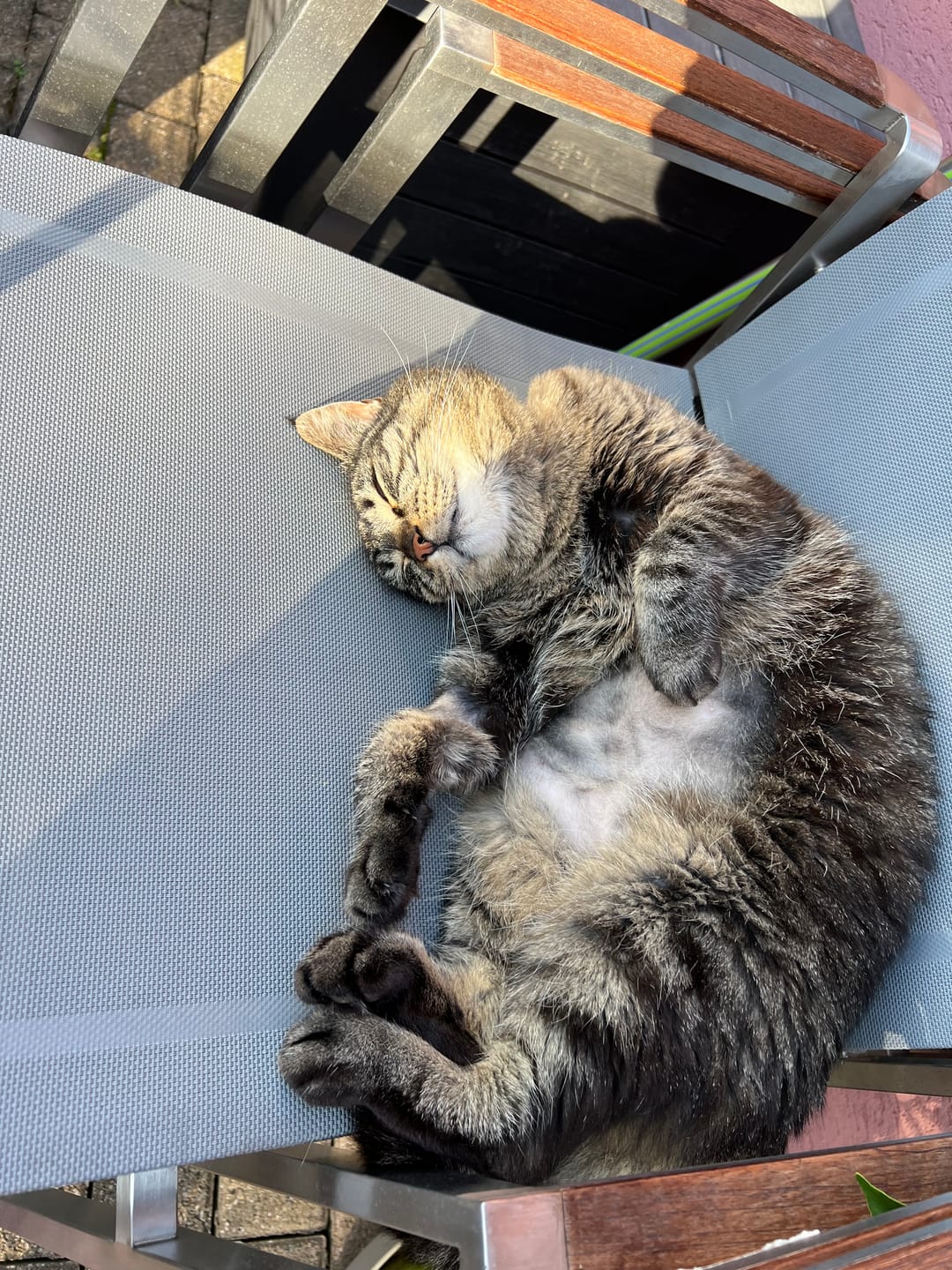 Customer photo review of Croquettes Poulet & Petit Pois - Chat Stérilisé