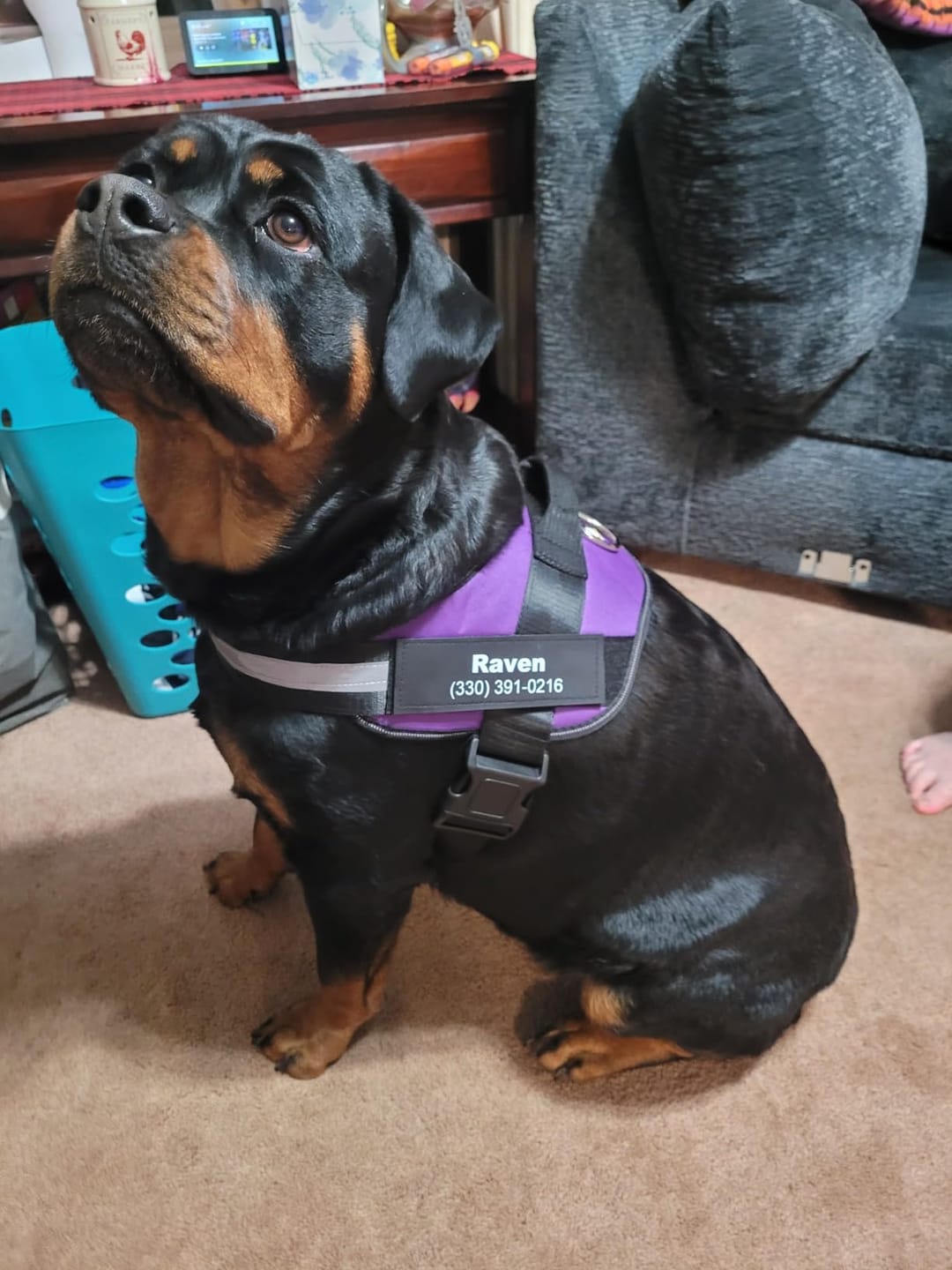 Customer photo review of Personalized No Pull Dog Harness