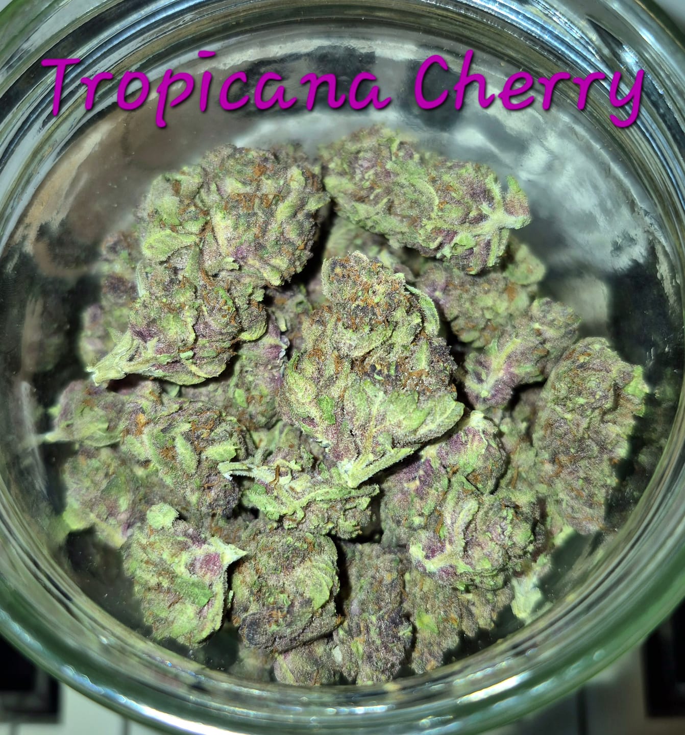 Customer photo review of Tropicana Cherry THCA Flower