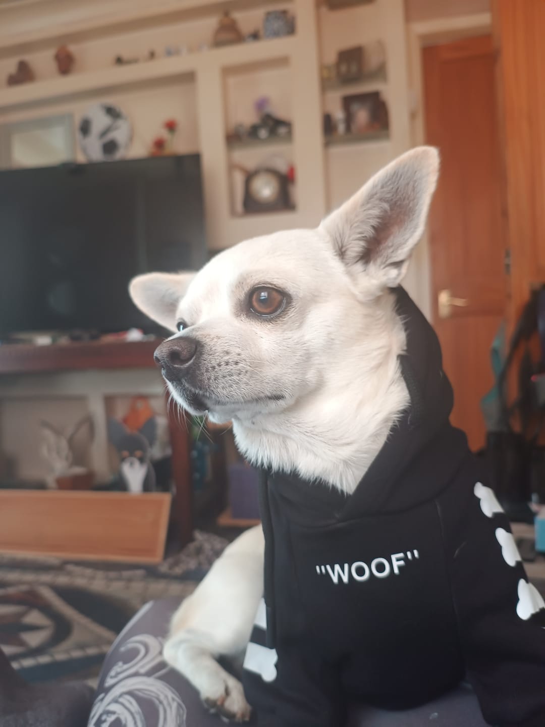 Customer photo review of "WOOF" Dog Hoodie - Black & Reflective
