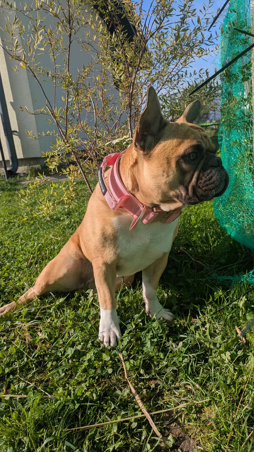 Customer photo review of 4cm LIGHTER Combat® Collar | With Handle & Secure Clip - Pink x Pink