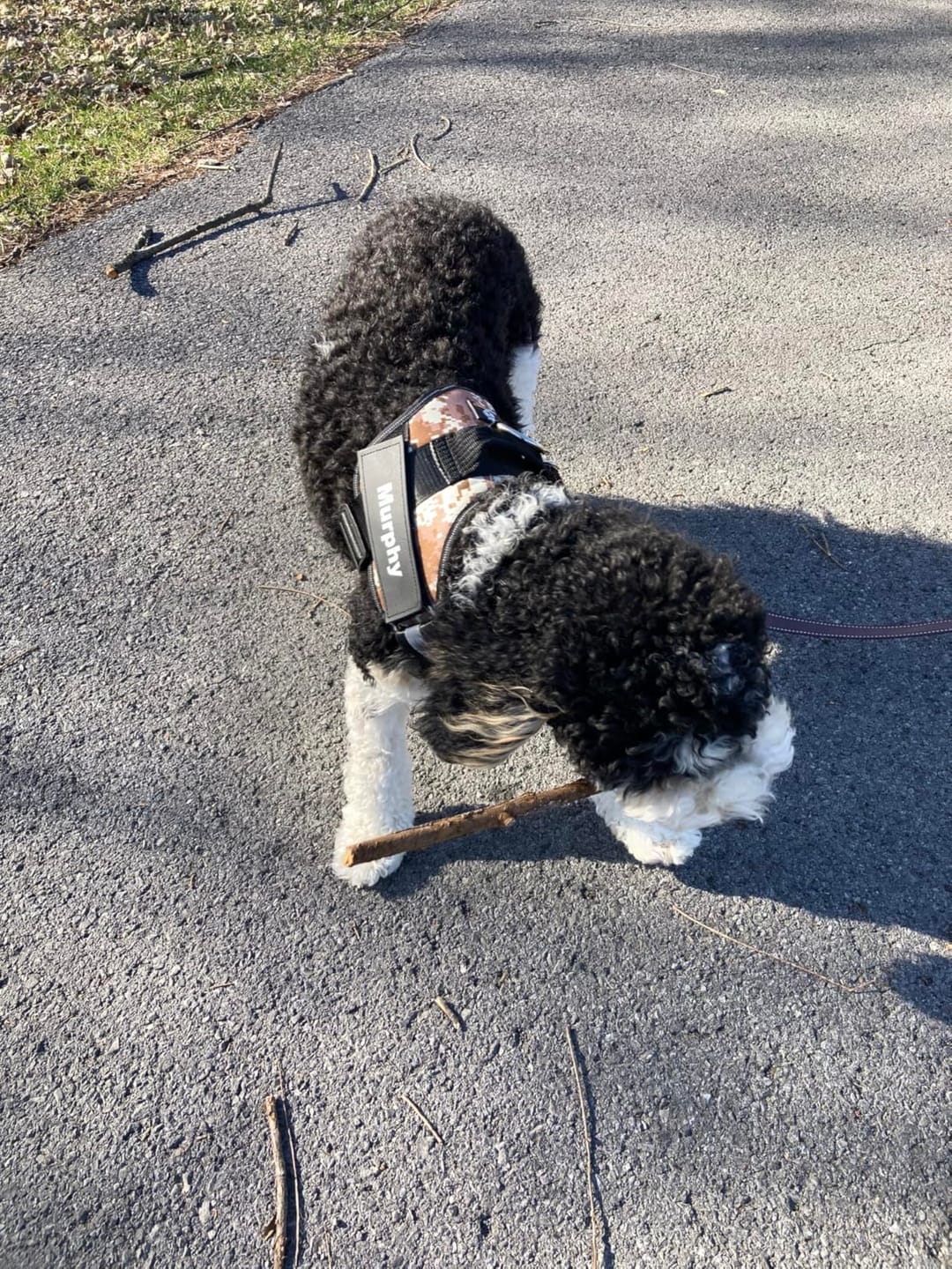 Customer photo review of Personalized No Pull Dog Harness