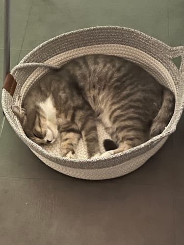 Customer's Fellnest Katzenkorb, a woven grey and white cat bed with a sleepy grey tabby cat inside.