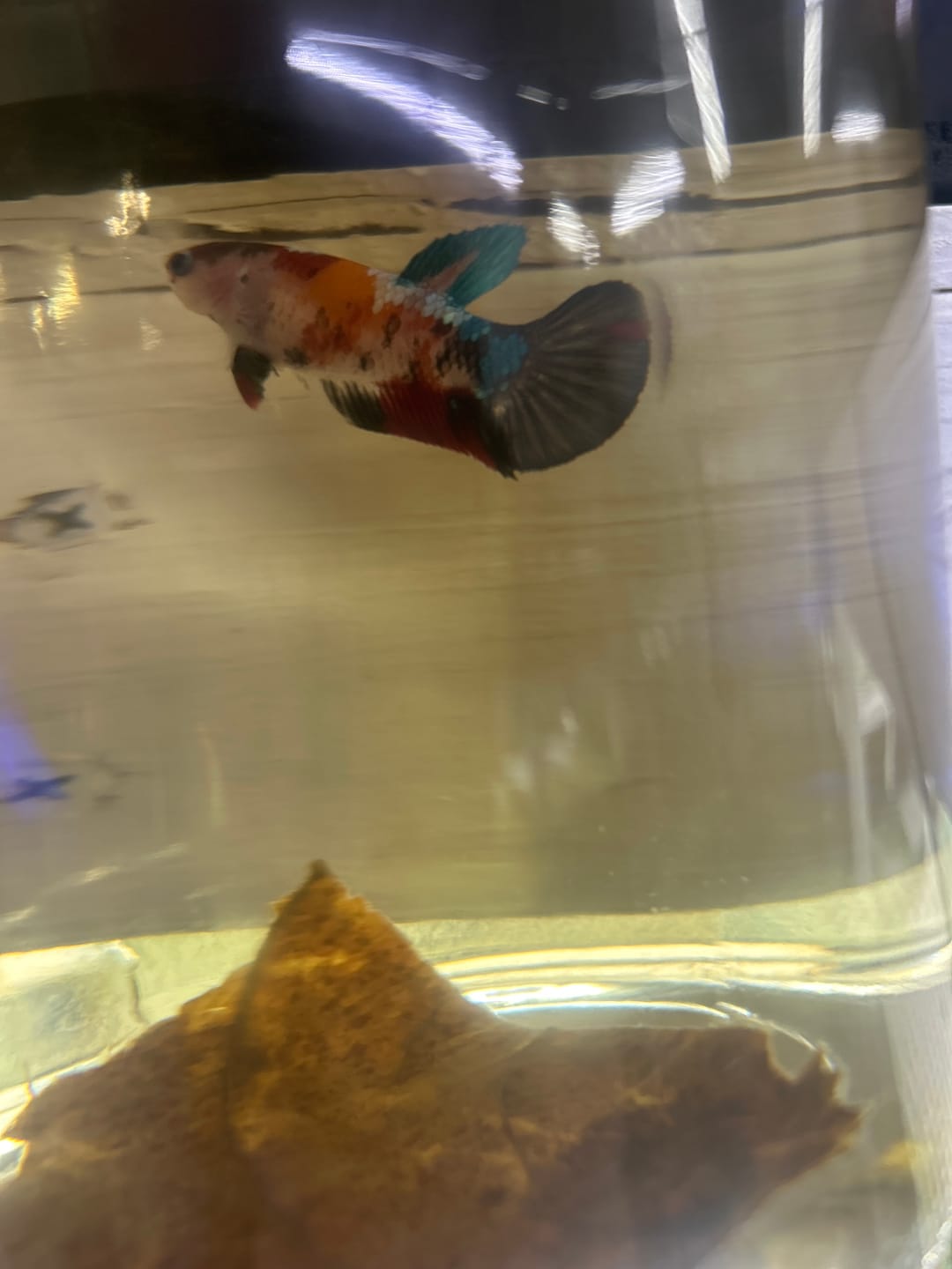 Customer photo review of Female Betta Fish Koi Nemo Neon Plakat