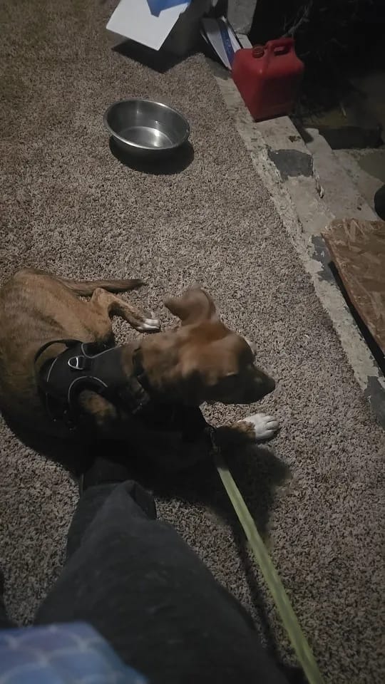 Customer photo review of No Pull Dog Harness – Adjustable Padded Vest with Front Clip and Handle