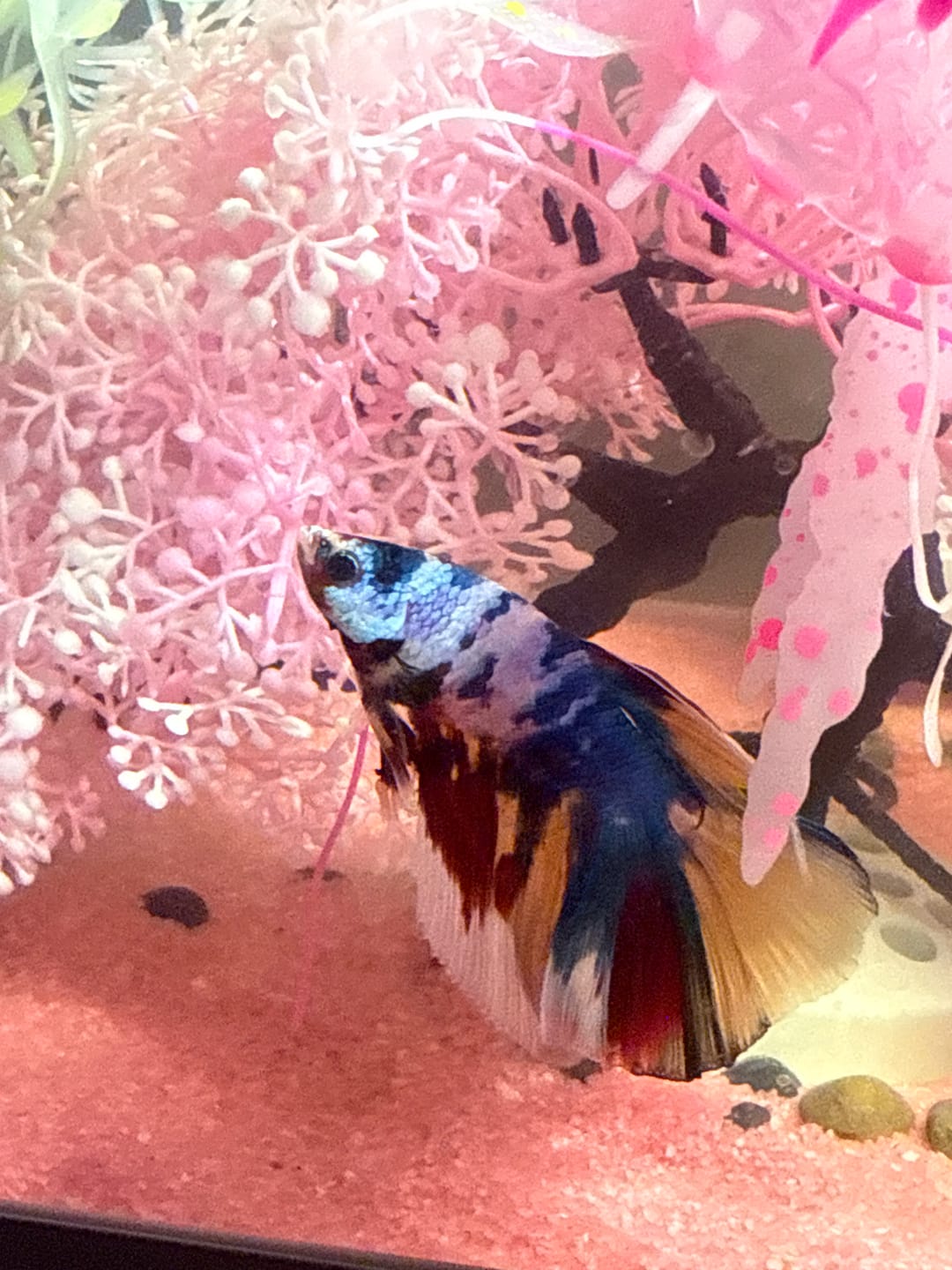 Customer photo review of Nemo Halfmoon Male Betta Fish | Order Directly From Farm | You Pick Fish