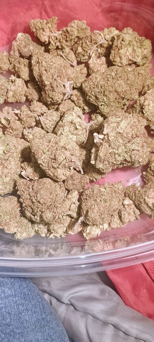 Customer photo review of Snake Venom THCA Flower