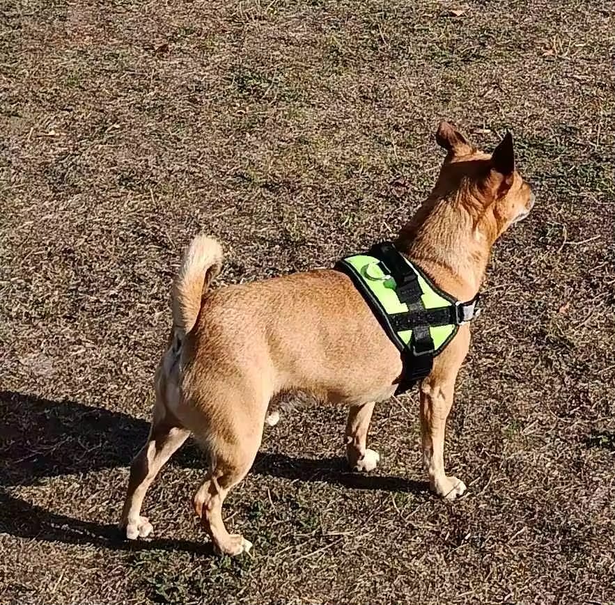 Customer photo review of Personalized No Pull Dog Harness