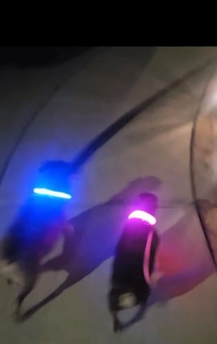 Customer photo review of Double-Light Collar to See Your Dog at Night
