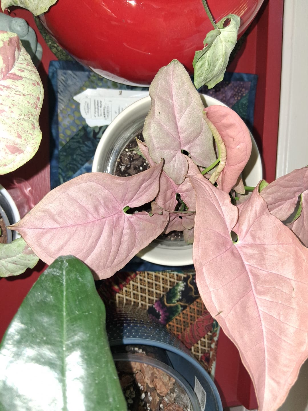 Customer photo review of Syngonium podophyllum 'Neon Robusta'
