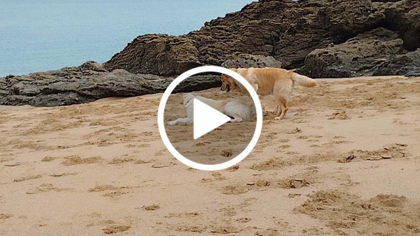 Customer video review of Croquettes Poulet pour chien (grande) - 1. 84 Mig