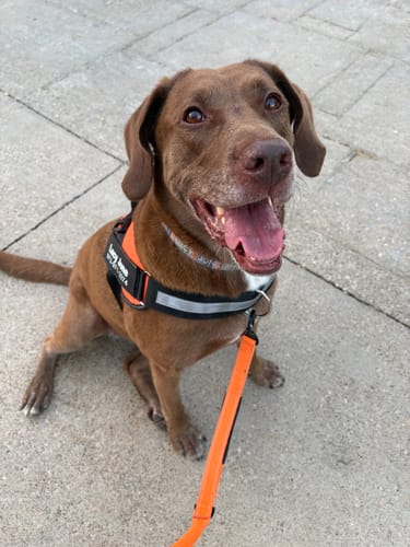 Customer's brown dog wearing an orange Dogshood No Pull Harness with a matching orange leash while sitting outside.