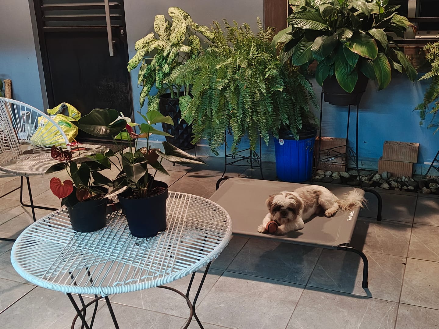 Customer photo review of Cama Elevada para Perros