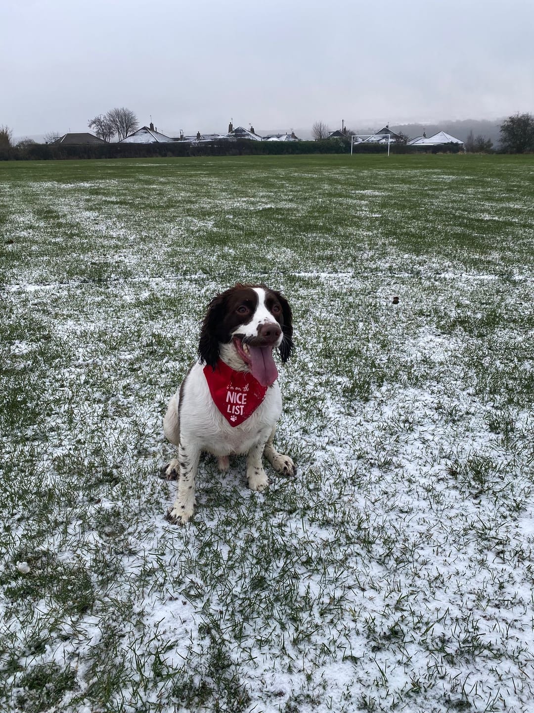 Customer photo review of ParoPet No Pull Dog Harness