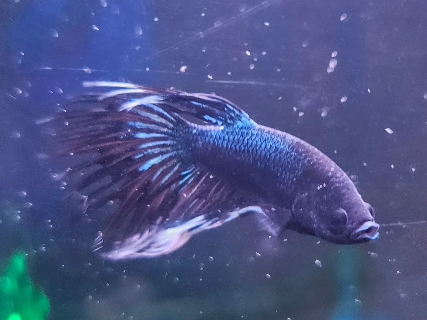 Customer photo review of Crowntail Black Copper Male Betta Fish