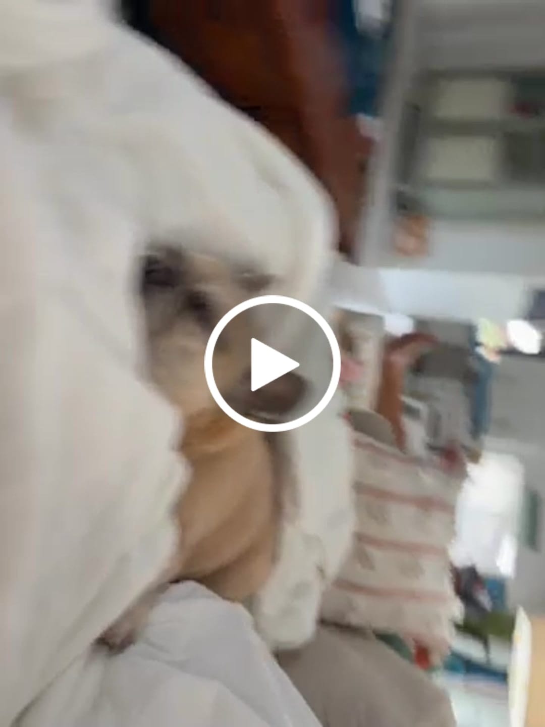 Customer video review of The Ice Blanket