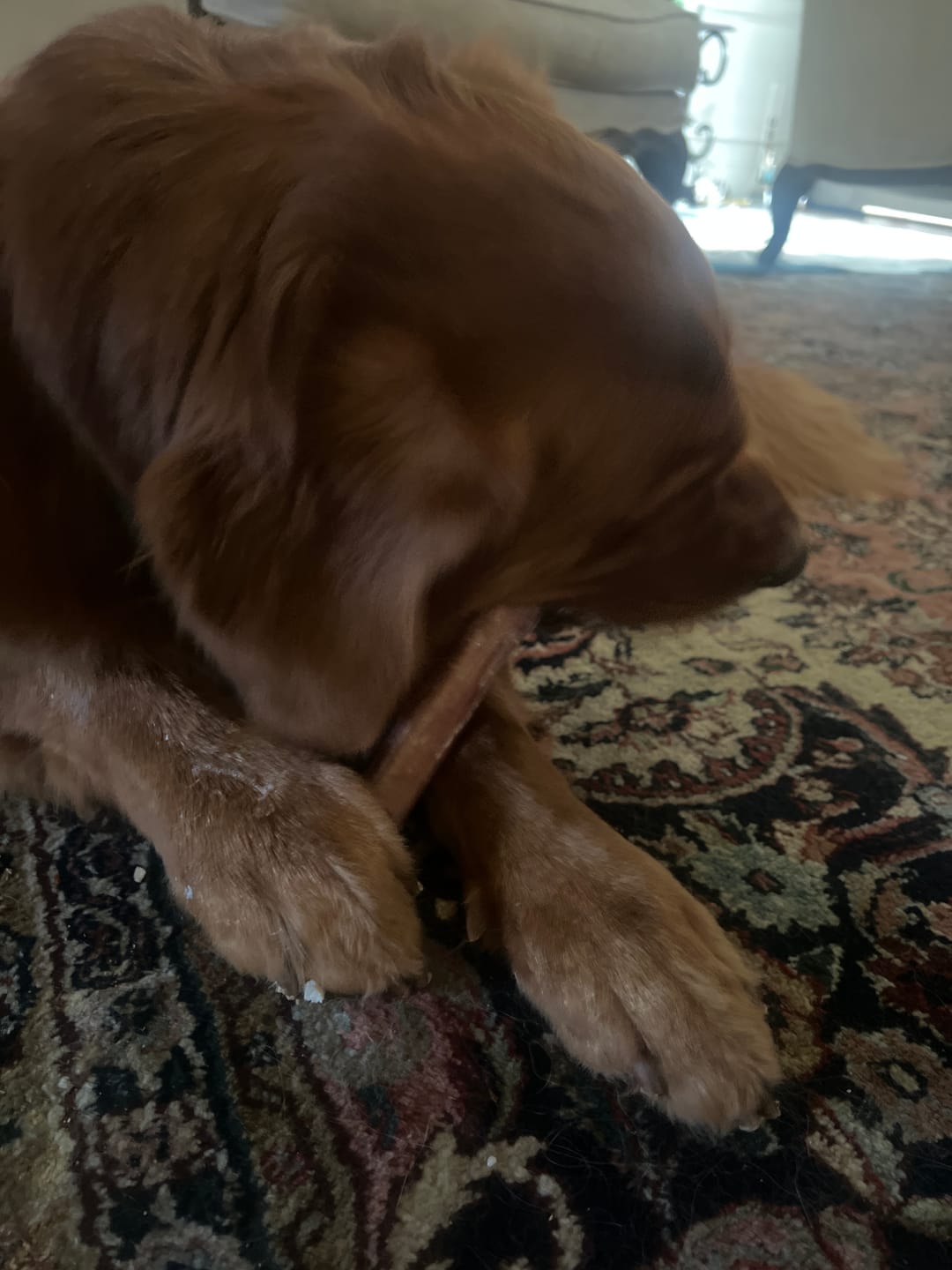 Customer photo review of 12 Inch Thick Bully Stick
