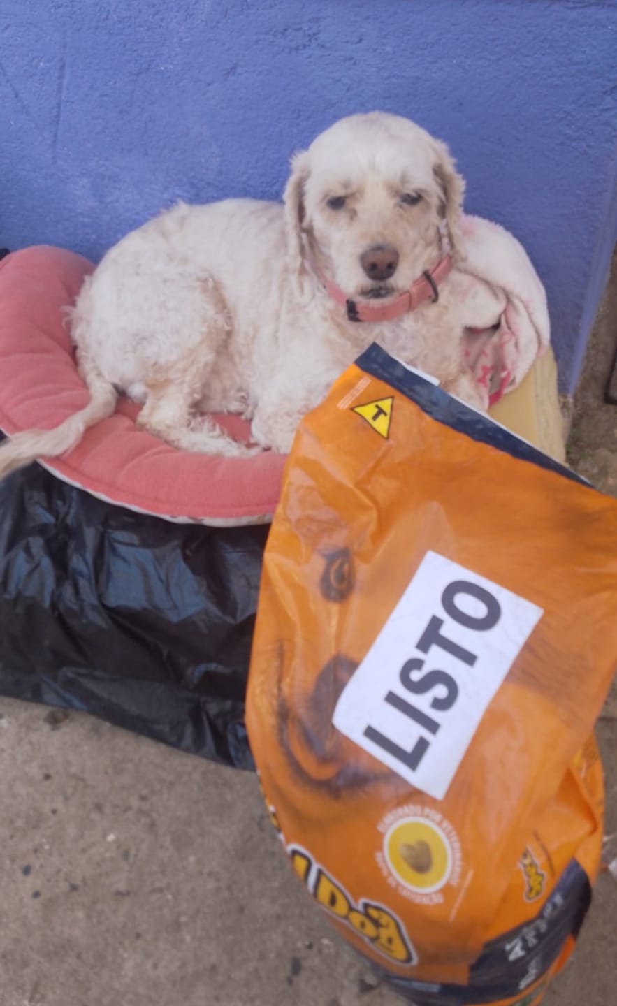 Customer photo review of SPECIAL DOG ADULTO RAZAS PEQUEÑAS 10KG