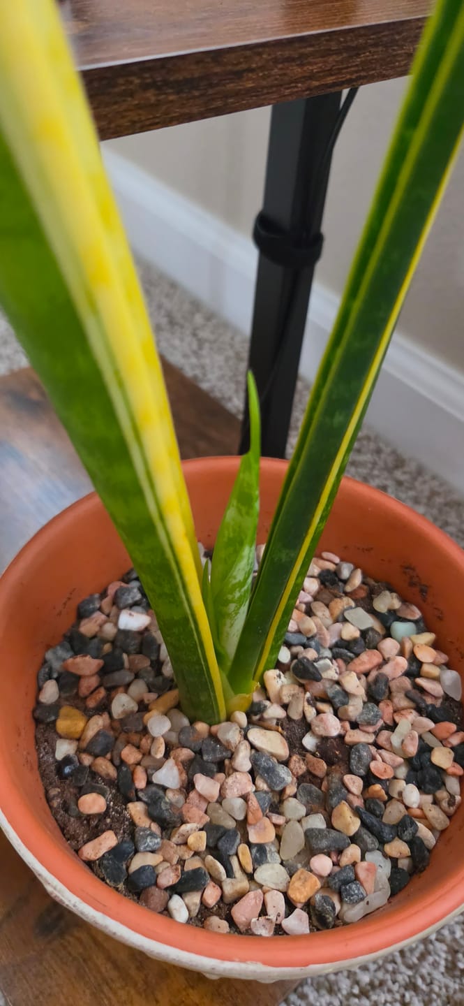 Customer photo review of Soil Refresh