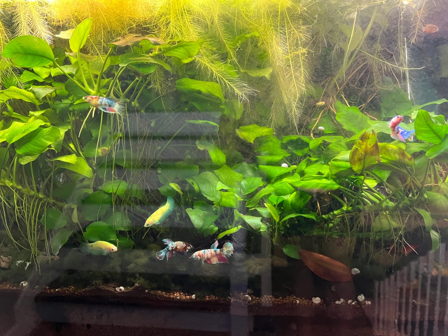 Customer photo review of Multicolor Koi Yellow-Base Female Betta (Rare) | Limited Stock