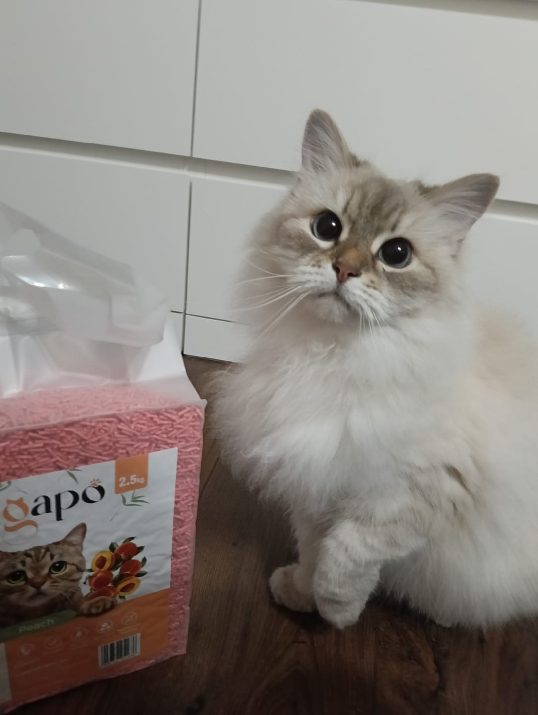 Customer photo review of SAGAPO Żwirek tofu dla kota zbrylający brzoskwinia 2,5 kg