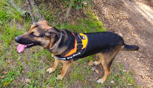 Customer's orange and black Dogshood No Pull Harness on a dog standing in a grassy field