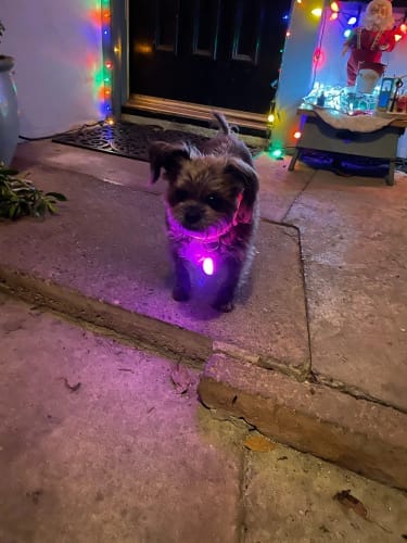 Customer photo review of Double-Light Collar to See Your Dog at Night