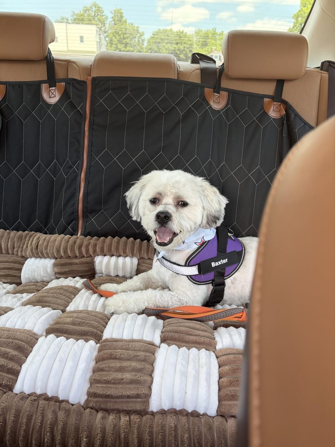 Customer photo review of Personalized No Pull Dog Harness