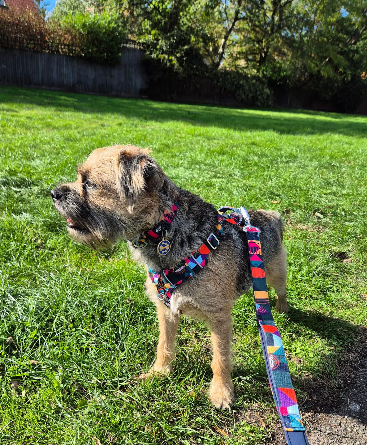 Customer photo review of Comfort Collar