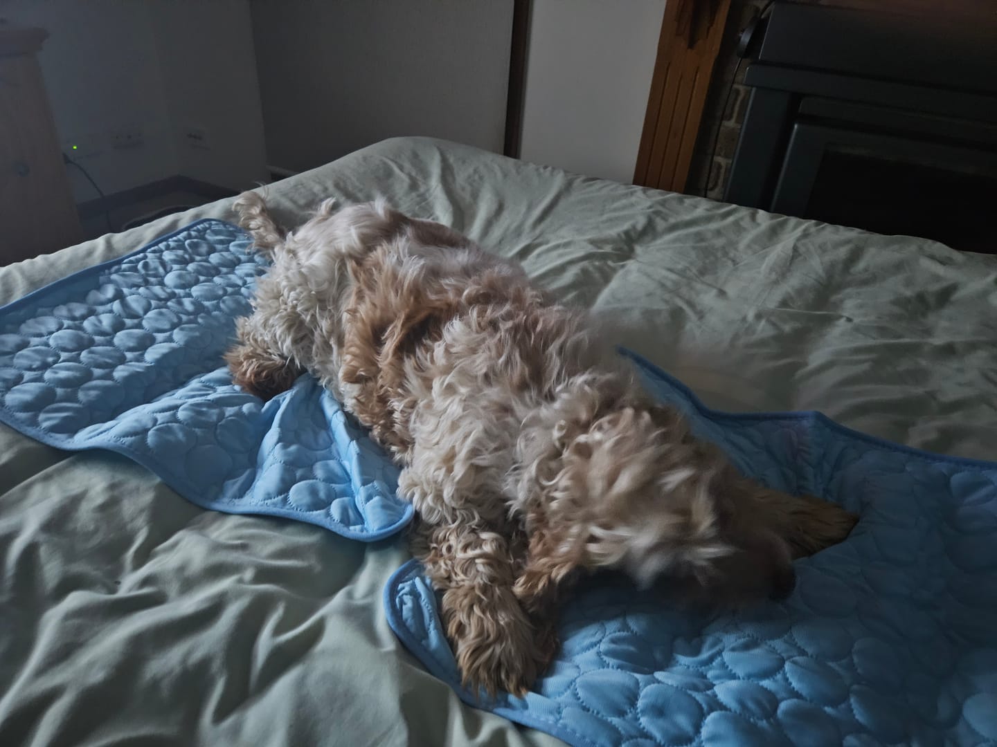 Customer photo review of PawLab Cooling Mat