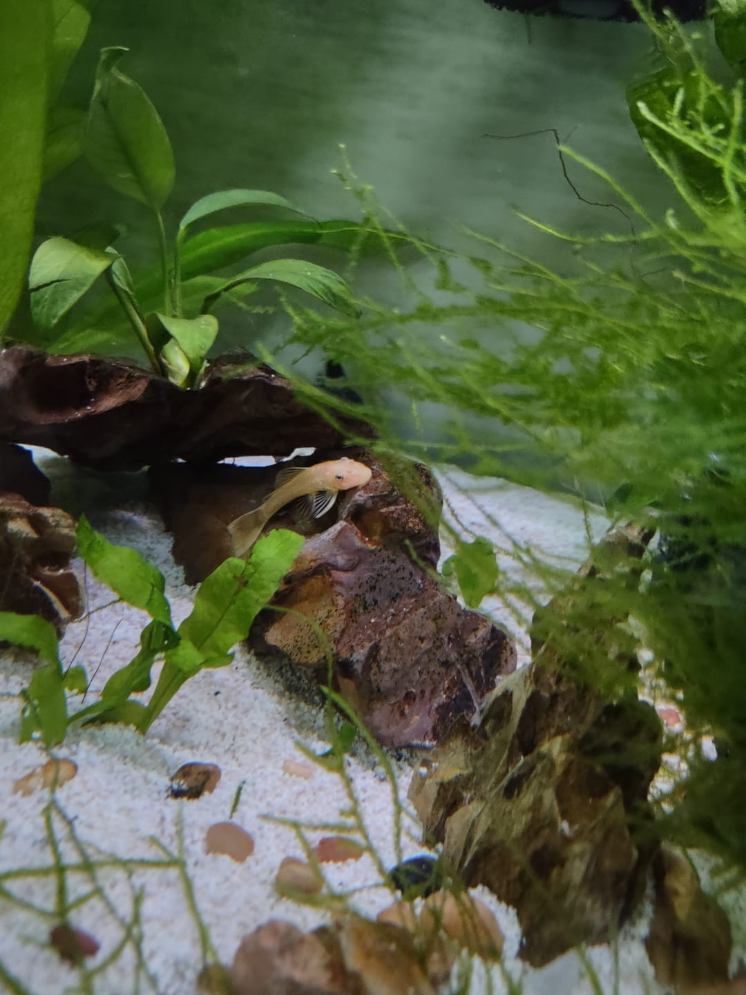 Customer photo review of Lemon Blue Eye Bushynose Pleco (Ancistrus sp.) small