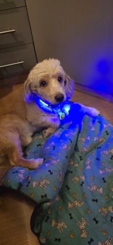 Customer photo review of Double-Light Collar to See Your Dog at Night