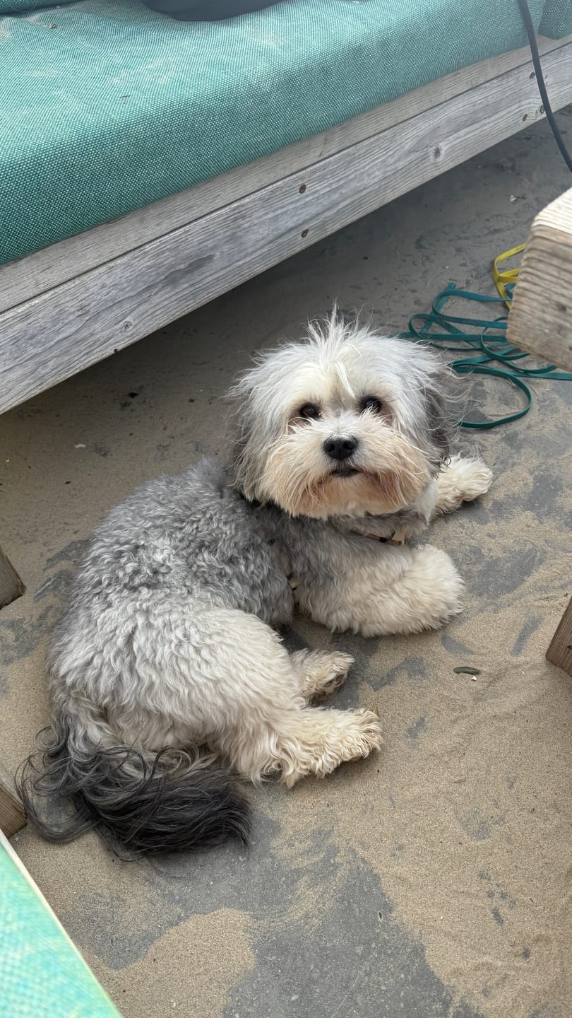 Customer photo review of DNA Test Rassebestimmung Pro Hund
