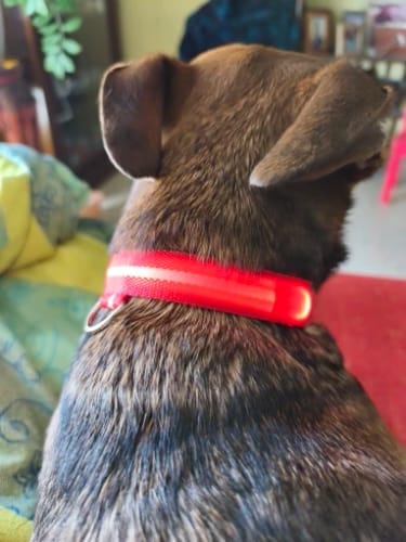 Customer photo review of Double-Light Collar to See Your Dog at Night