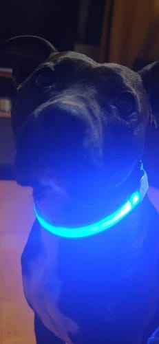 Customer photo review of Double-Light Collar to See Your Dog at Night