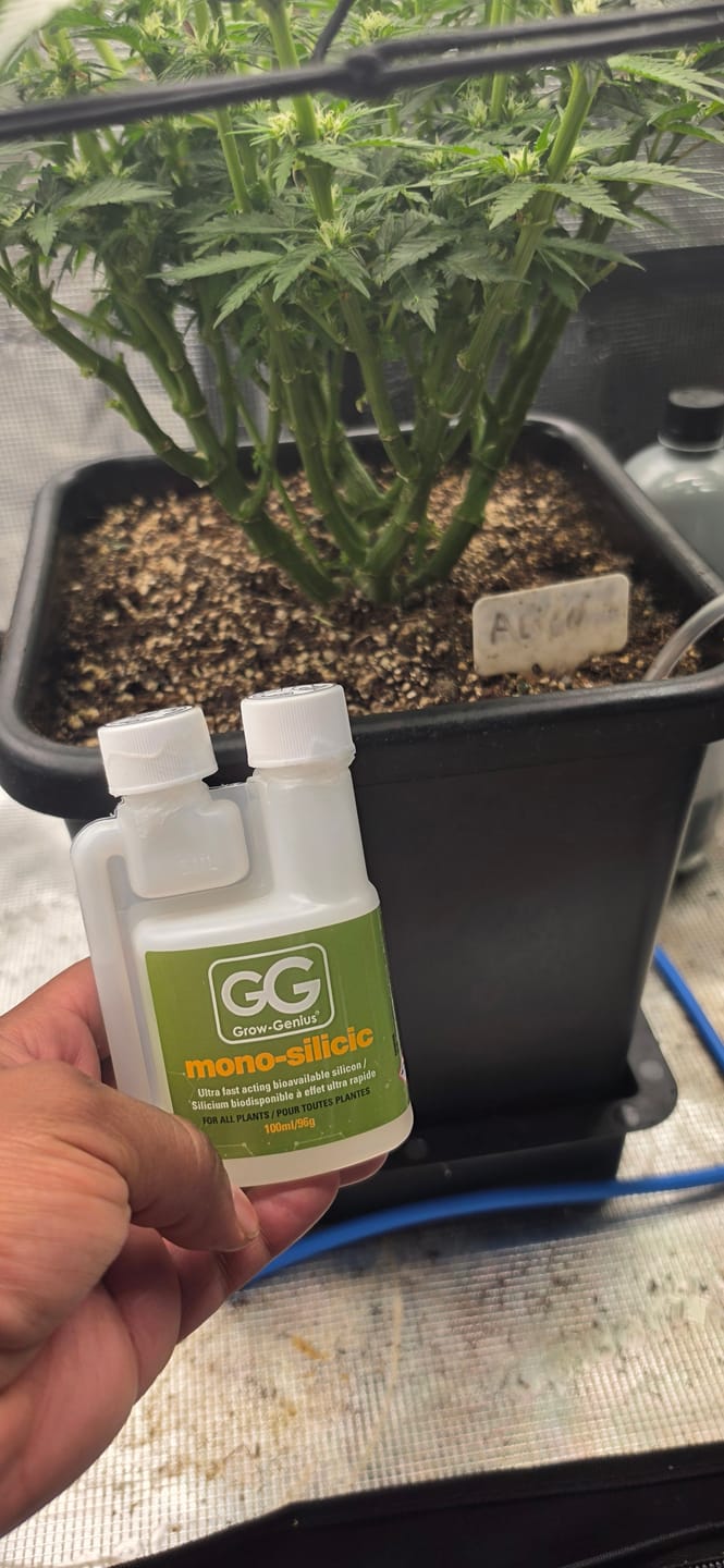 Customer photo review of GROW GENIUS MONO SILICIC