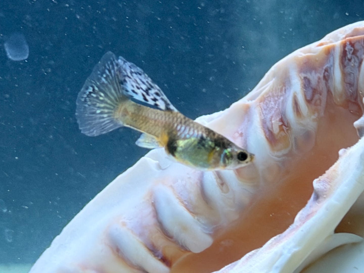 Customer photo review of White Tiger Guppy Fish